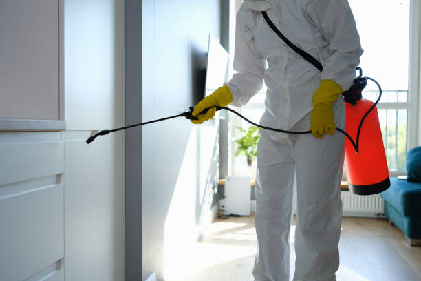 Mold Odor Removal Services in Rochester, NY